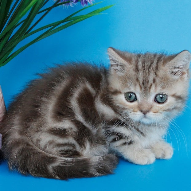 Zikar Scottish Straight male, chocolate silver tabby