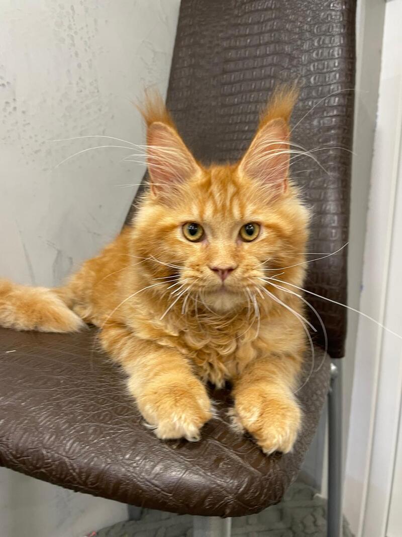 Jaguar Maine Coon male, red