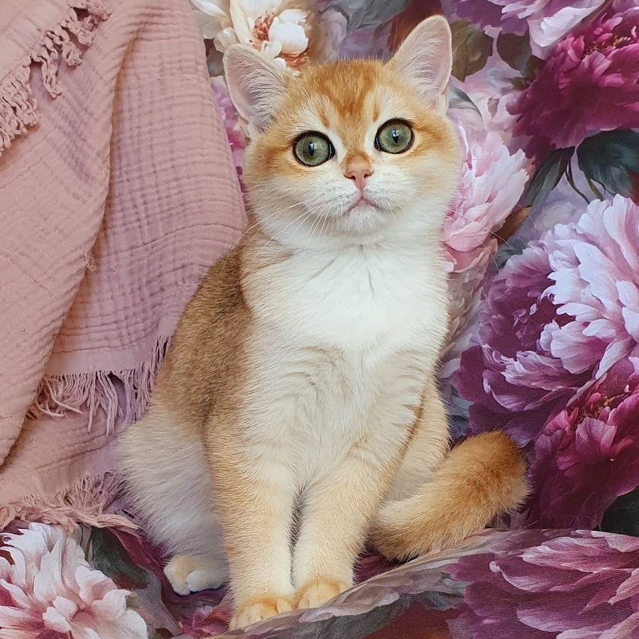 Willow British Shorthair male, black golden chinchilla