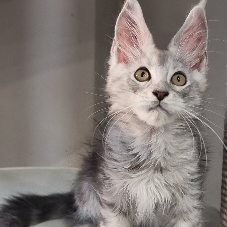 Elisa Maine Coon female, black silver tabby