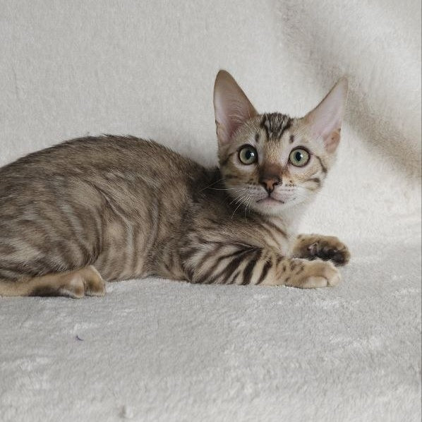 Max Bengal male, seal tabby