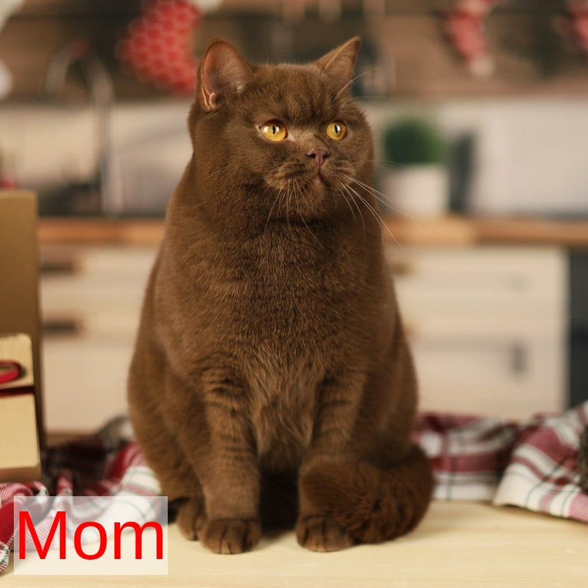 Lexus British Shorthair male, cinnamon