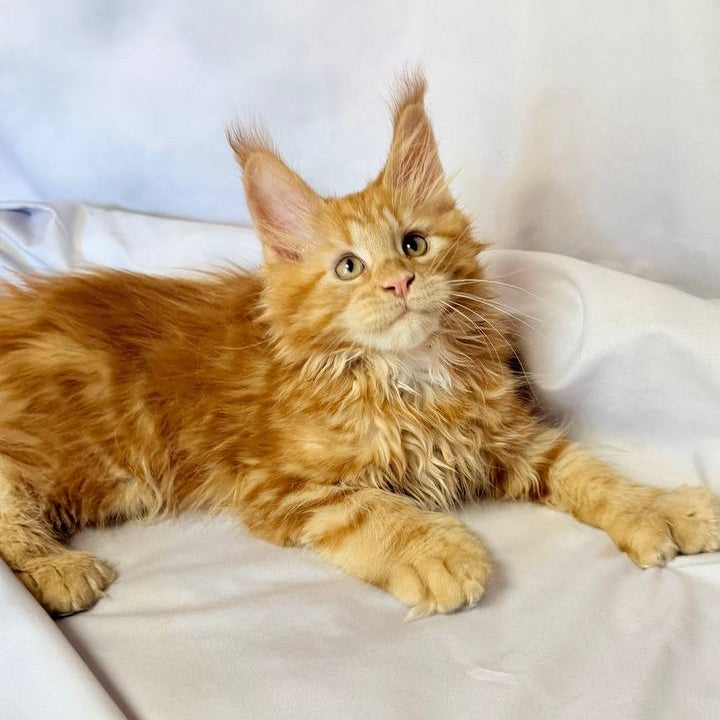 Mufasa Maine Coon polydactyl 6x6x6x6 male, red with white