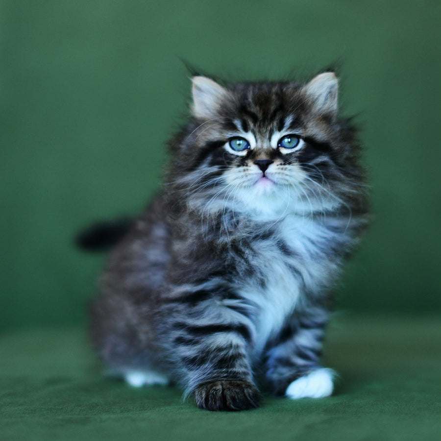 Taisiya Siberian female, black spotted tabby with white
