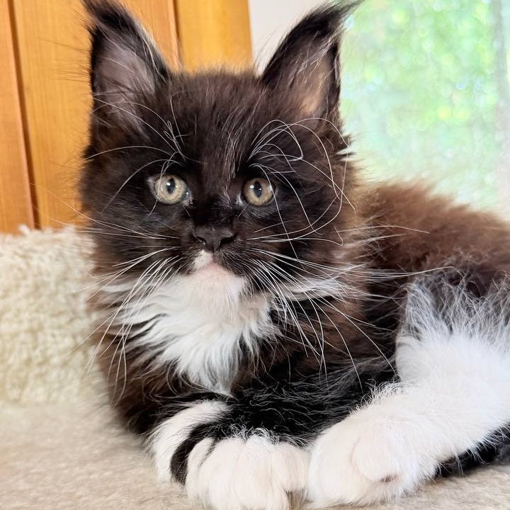 Onyx Maine Coon male, black bicolour