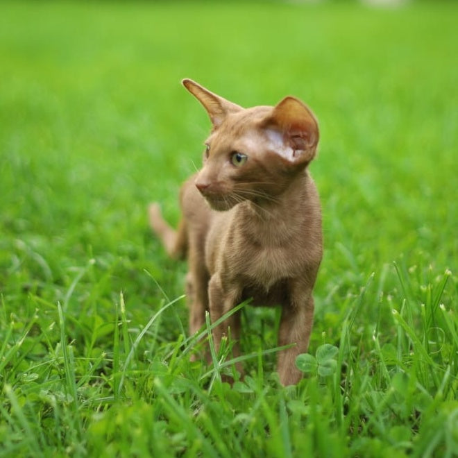 Opium Oriental Shorthair male, cinnamon