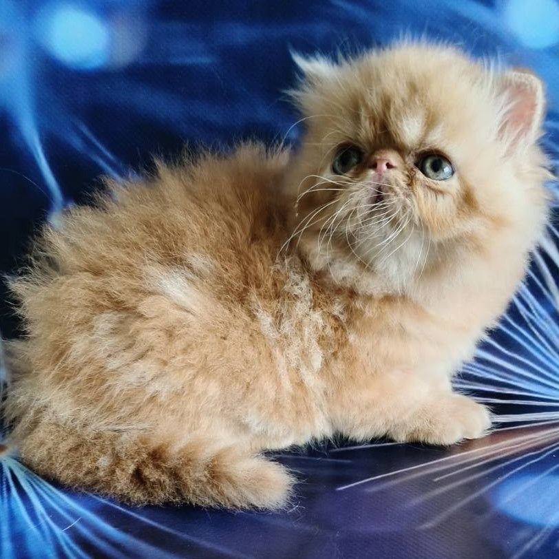 Simona Persian female, red tabby