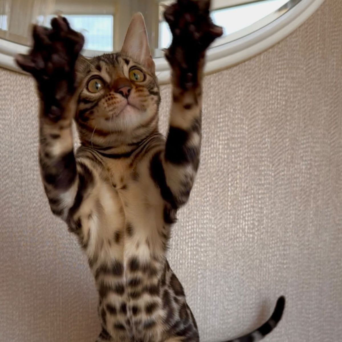 Genesis Bengal female, black spotted tabby
