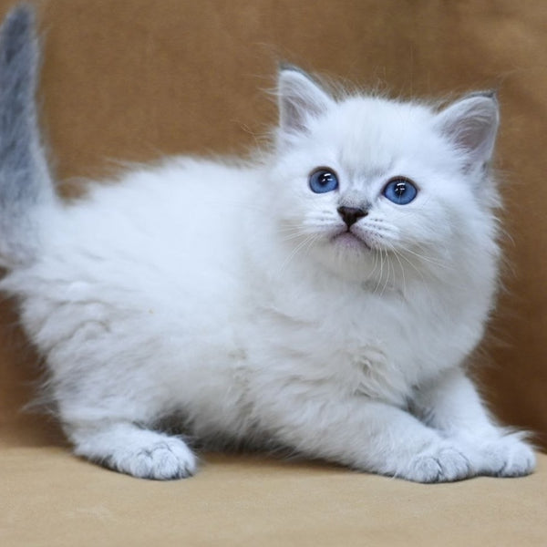 Glint Neva Masquerade male, blue tabby pointed