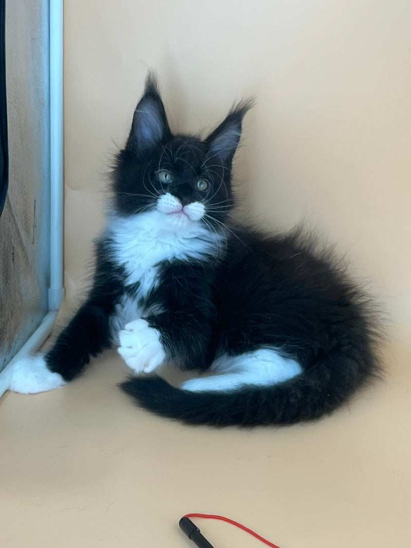 Betmann Maine Coon male, black bicolour