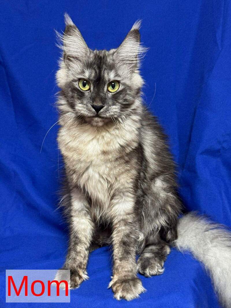 Betty Maine Coon female, blue with white