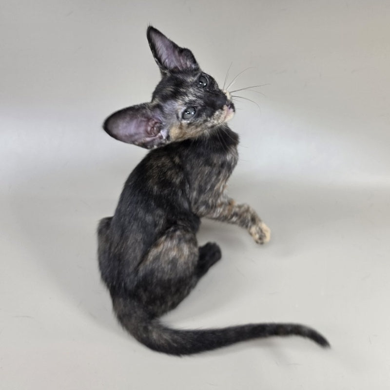 Xandra Oriental Shorthair female, chocolate tortie