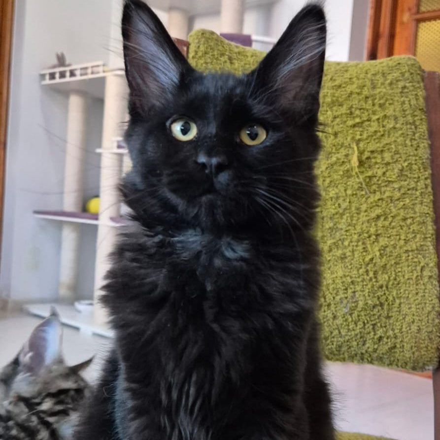 Kimberlite Maine Coon female, black