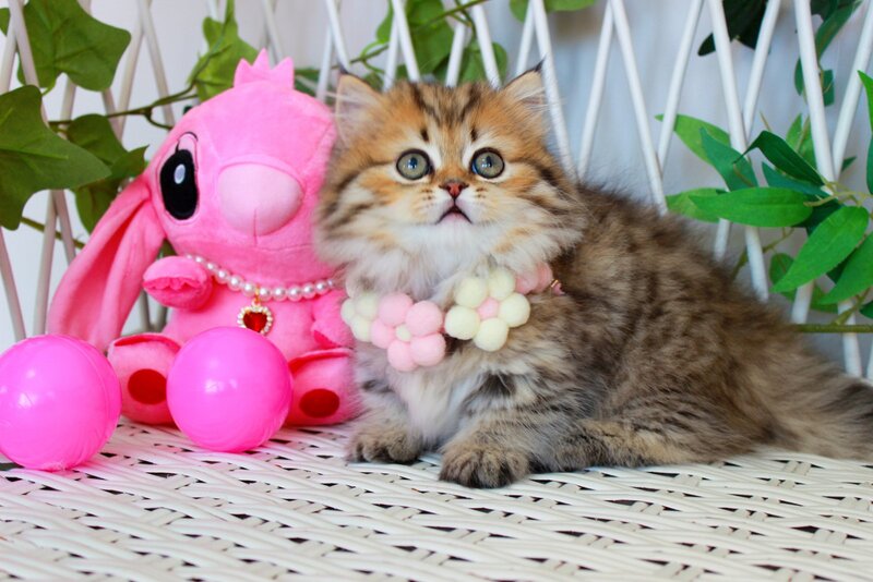 Fiona Munchkin female, chocolate golden spotted tabby