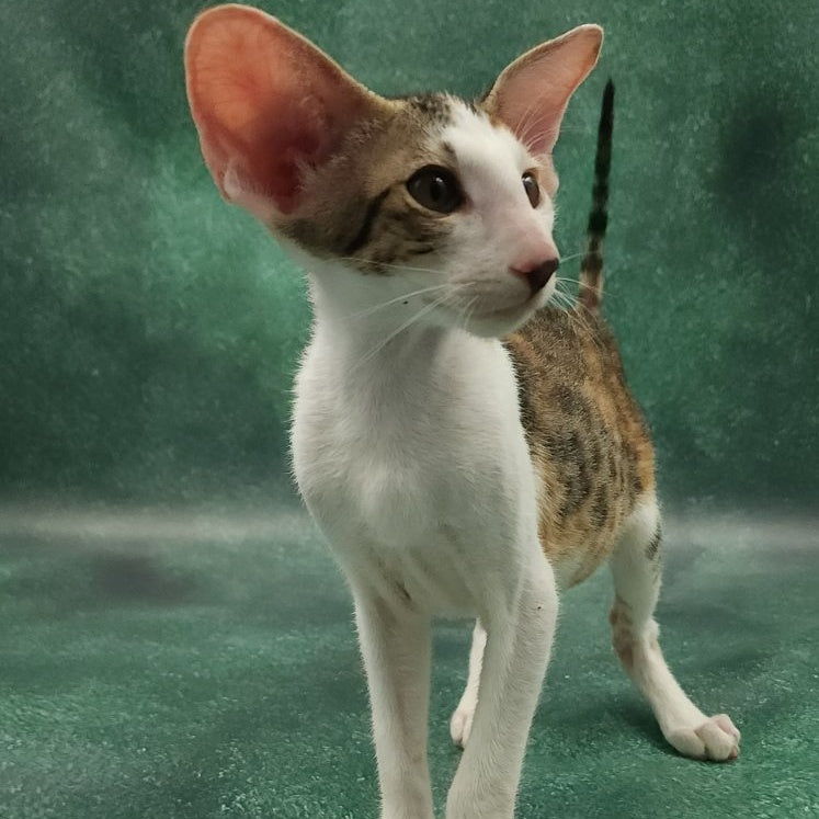 Zеndaya Oriental Shorthair female, black tortie spotted tabby harlequin