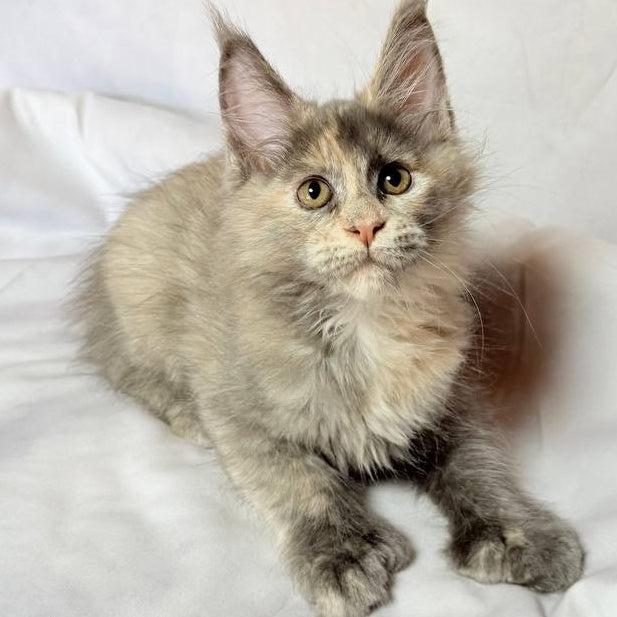 Livia Maine Coon polydactyl 6x6x6x6 female, blue tortie silver