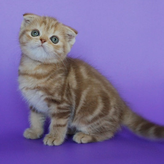 Uman Scottish Fold male, cinnamon tabby