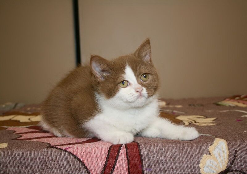 Jasper British Shorthair male, cinnamon bicolour