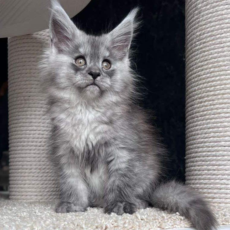 Оlea Maine Coon female, black silver