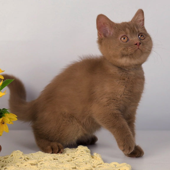 Jennifer British Shorthair female, cinnamon