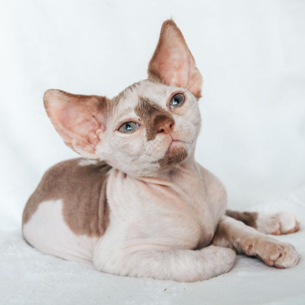 Yoda Devon Rex male, cinnamon harlequin