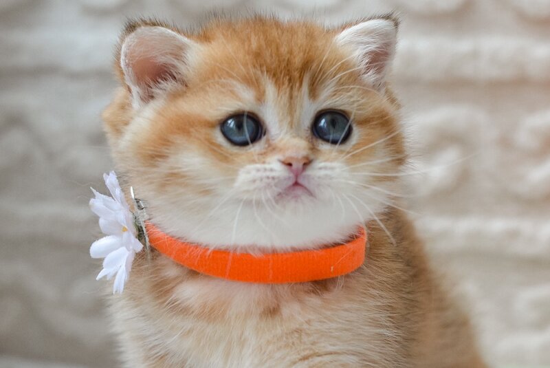 Claire British Shorthair female black golden shaded - live animals