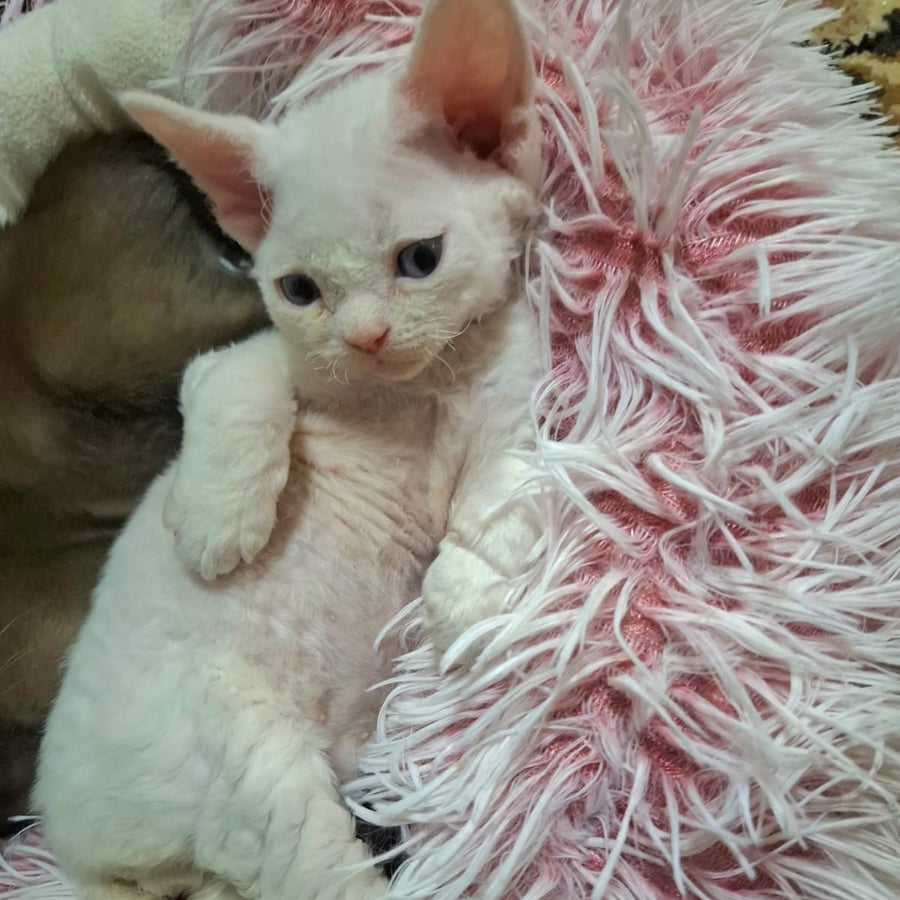 Genri Devon Rex male, white
