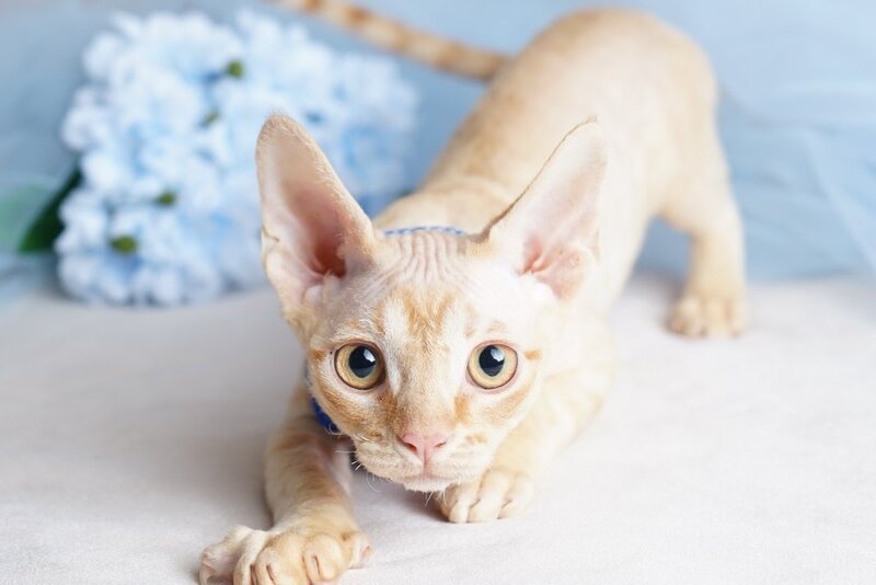 Leo Devon Rex male red - live animals