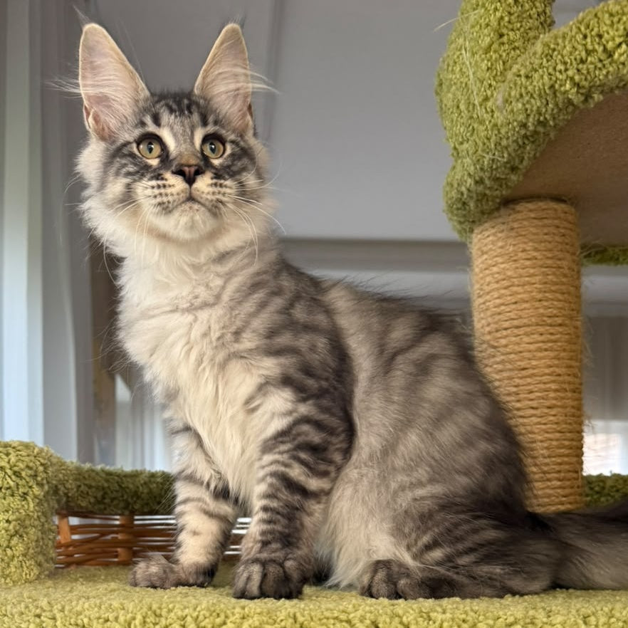 Harrik Maine Coon male, black silver tabby