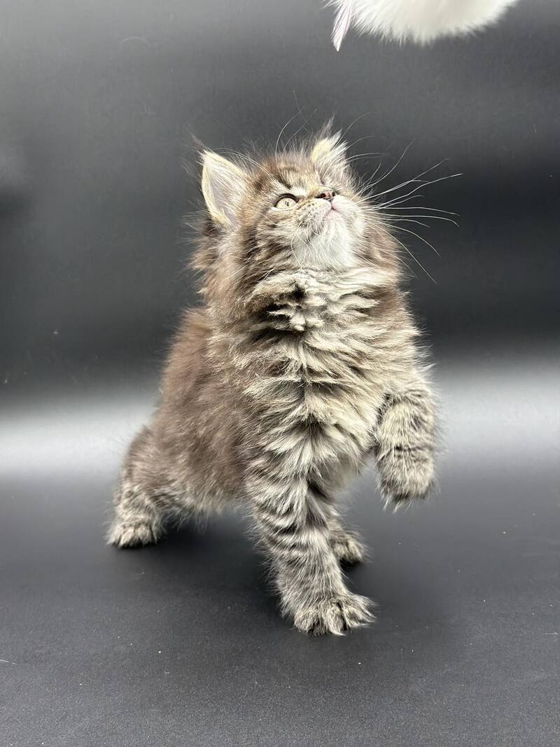Rena Maine Coon polydactyl female black spotted tabby - live animals