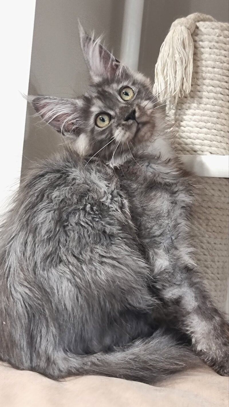 Cassia Maine Coon female black silver - live animals