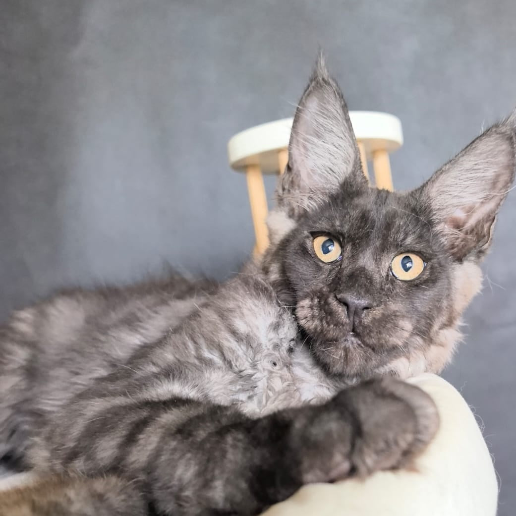 Axel Maine Coon male, black silver