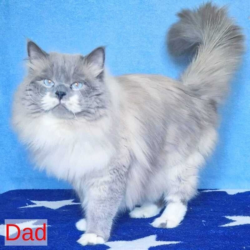 Dimas Siberian male, blue with white tabby pointed