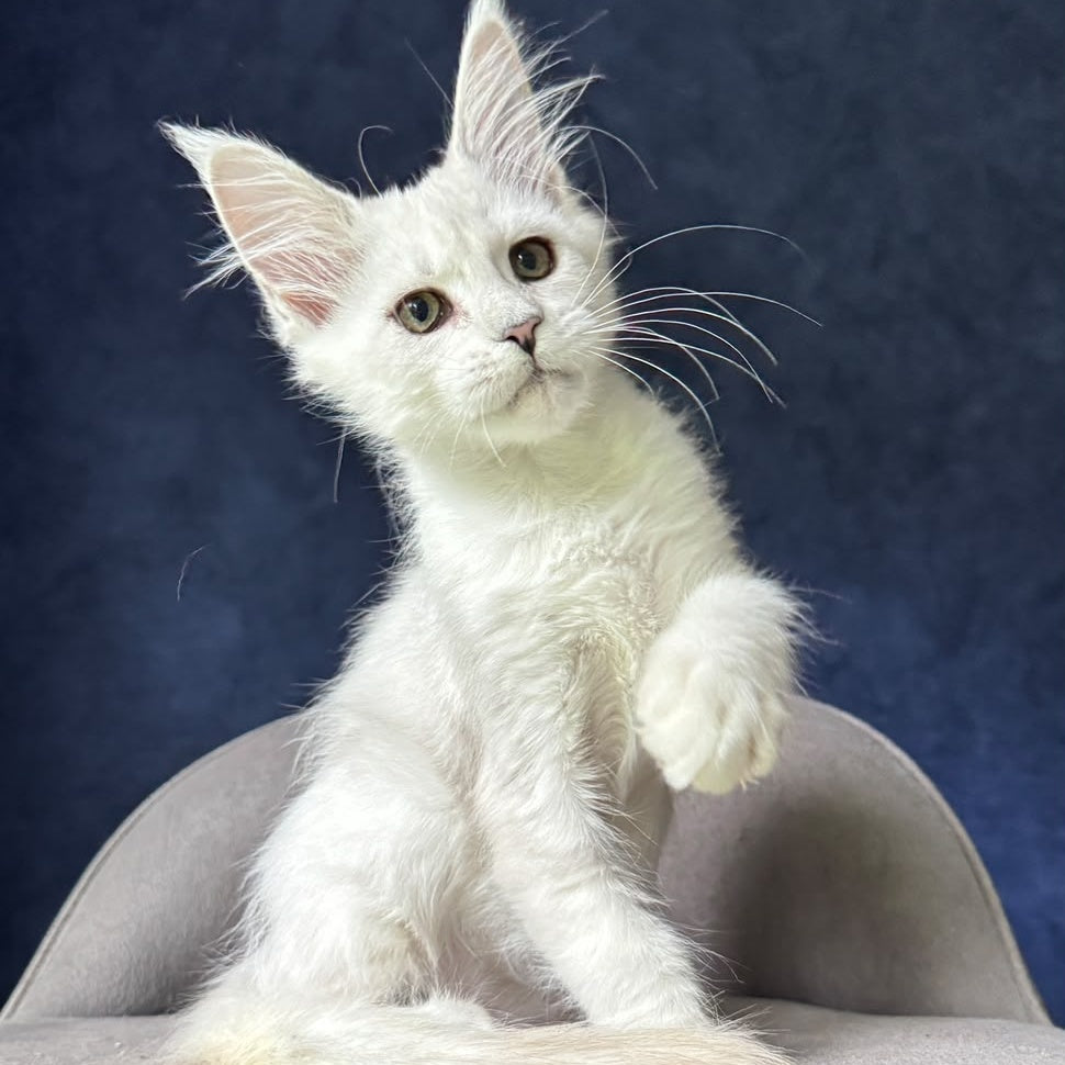 Elea Maine Coon female, black silver shaded