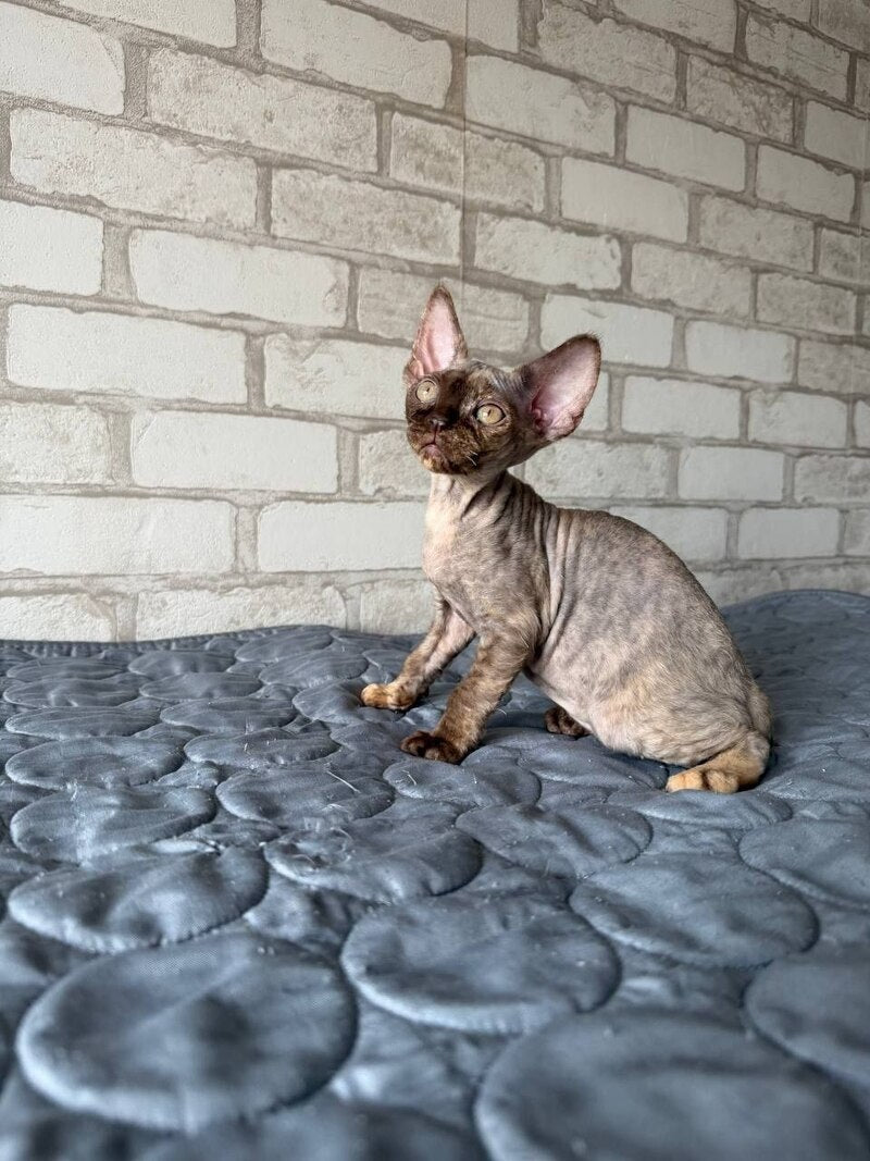 Massi Devon Rex female, chocolate tortie
