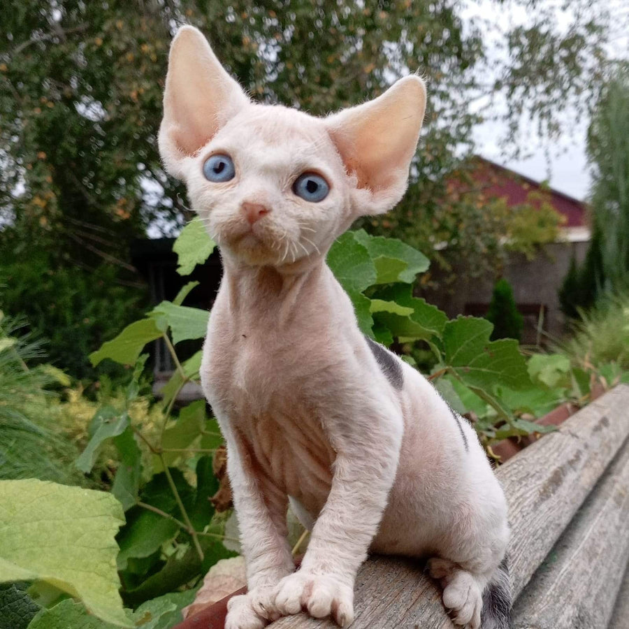 Piero Devon Rex male, black harlequin