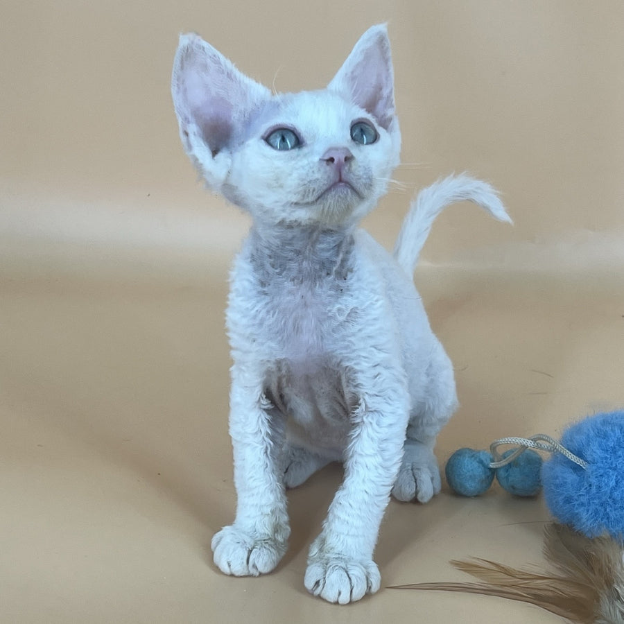 Arni Devon Rex male, white