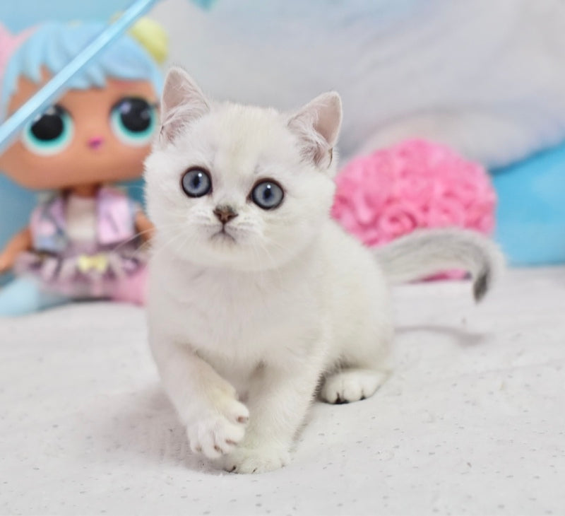 Diamond British Shorthair male, black silver shaded pointed