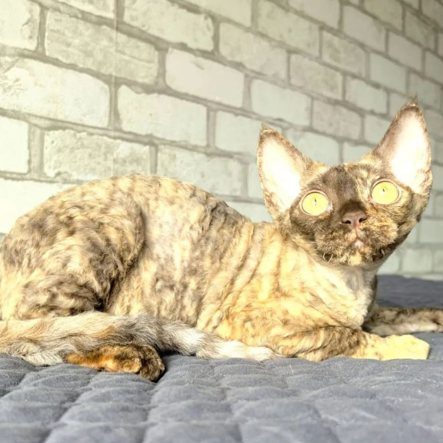 Arnij Devon Rex female, chocolate tortie