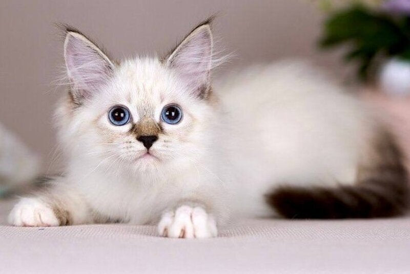 Galaxy Siberian female blue with white tabby pointed - live animals