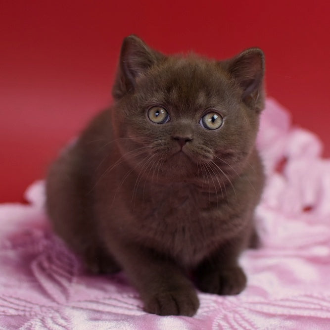 Avrora British Shorthair female, chocolate