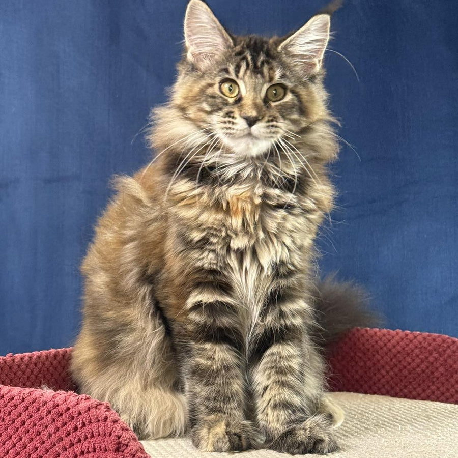Calina Maine Coon female, black tortie tabby