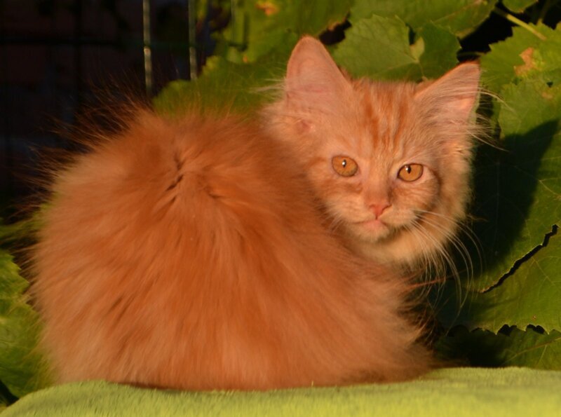 Labubu Maine Coon female, red tabby bicolour