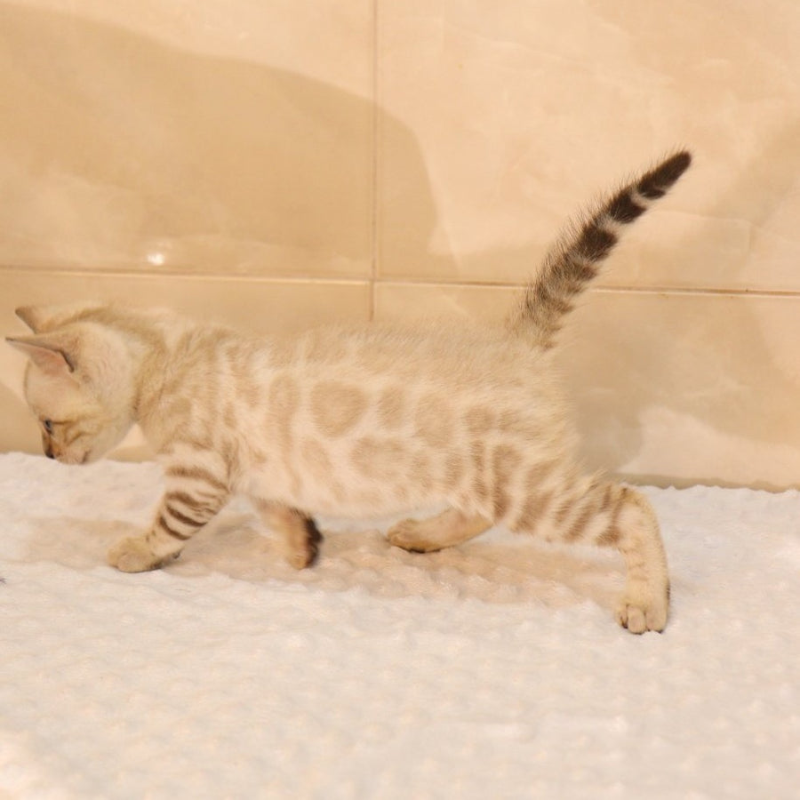 Xander Bengal male, black spotted tabby pointed