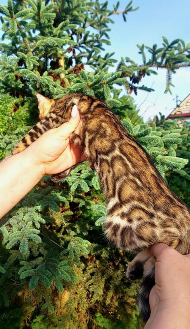 Lesya Bengal female, black spotted tabby