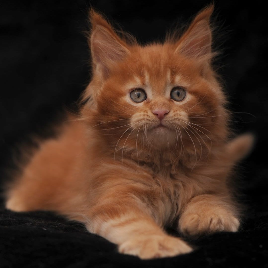 Sem Maine Coon male, red