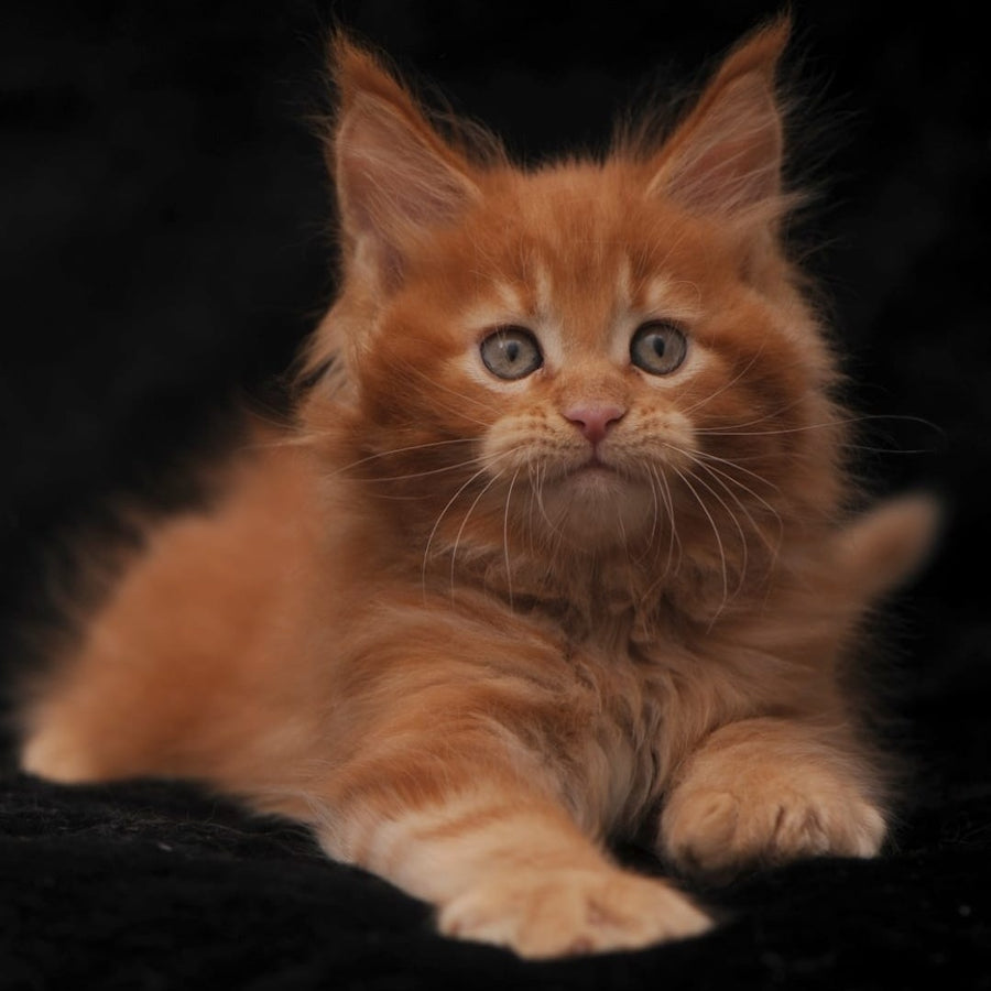 Sem Maine Coon male, red