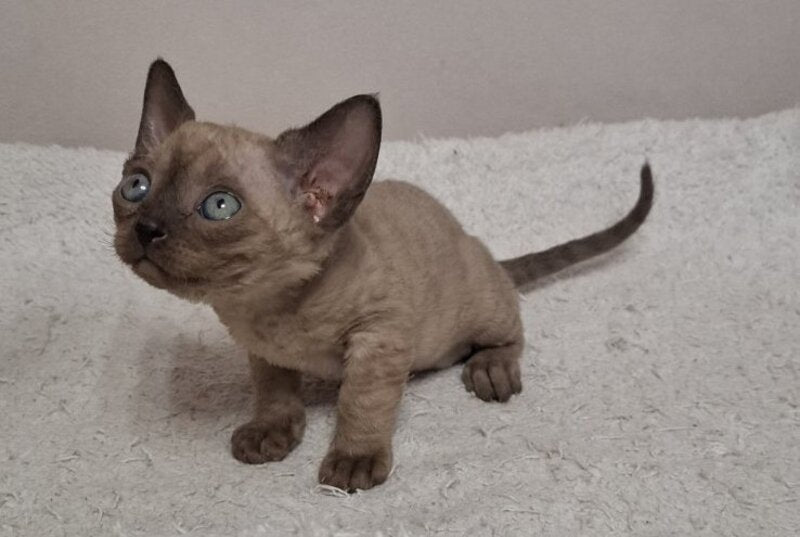 Iriska Devon Rex female chocolate live animals