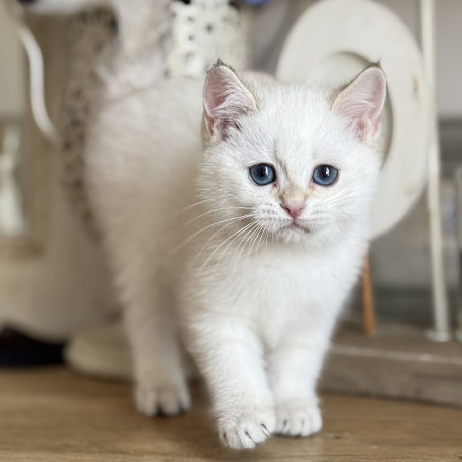 Maya British Shorthair female, black golden shaded pointed