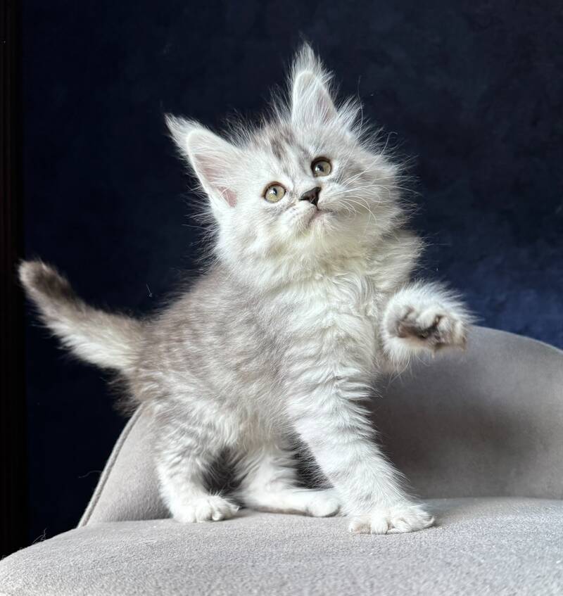 Ingold Maine Coon male, black silver spotted tabby